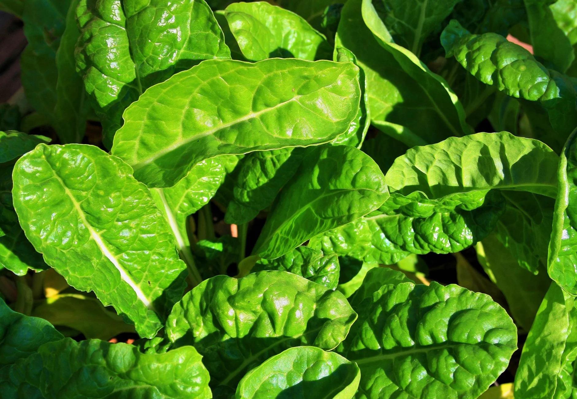 Batch of 250 Spinach Seeds Matador - Tender and Juicy Vegetable - Resistant variety - To be eaten raw or cooked - Great Gustative Quality