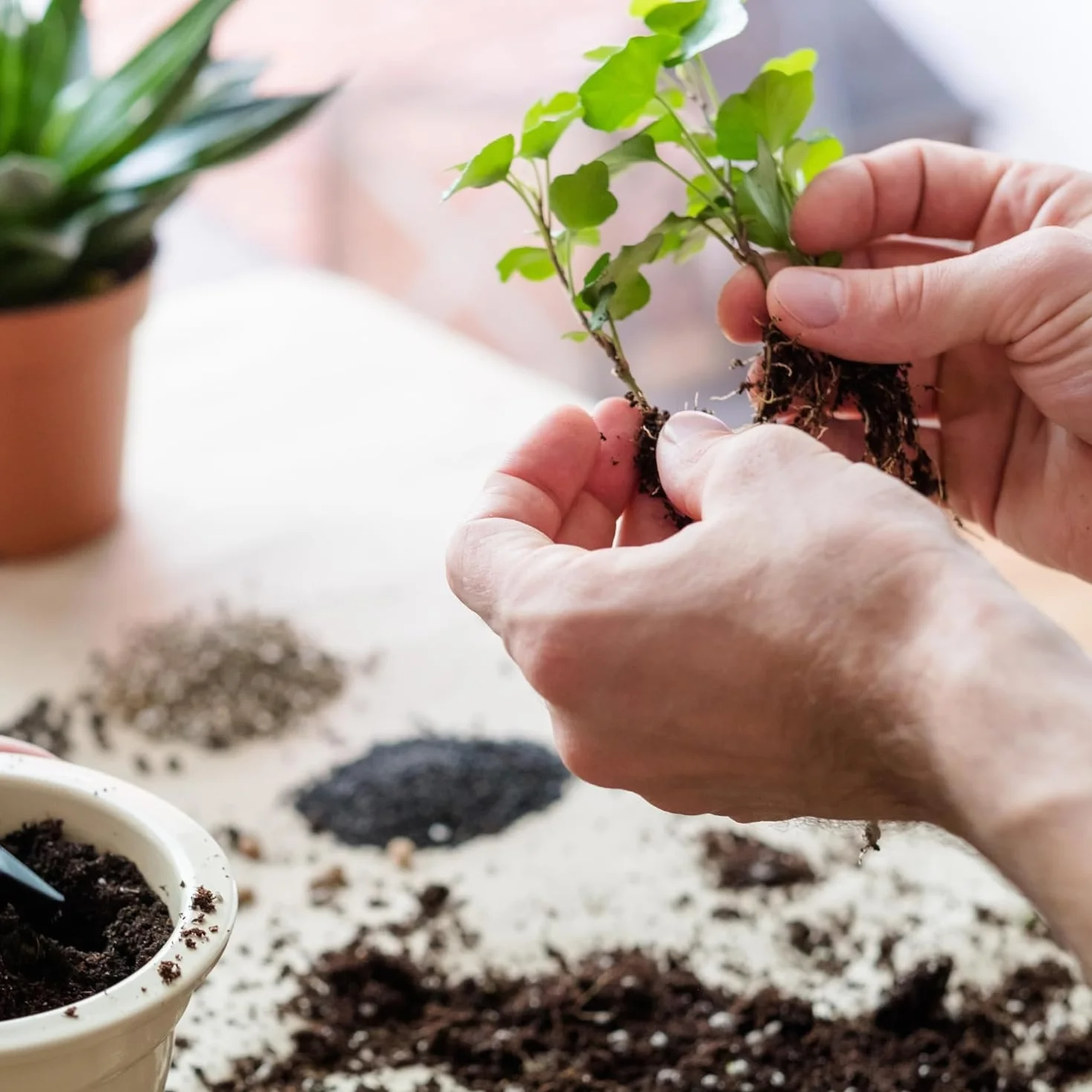 BIOVITA Podłoga uniwersalna 10 l ziemia do roślin naturalne pochodzenia