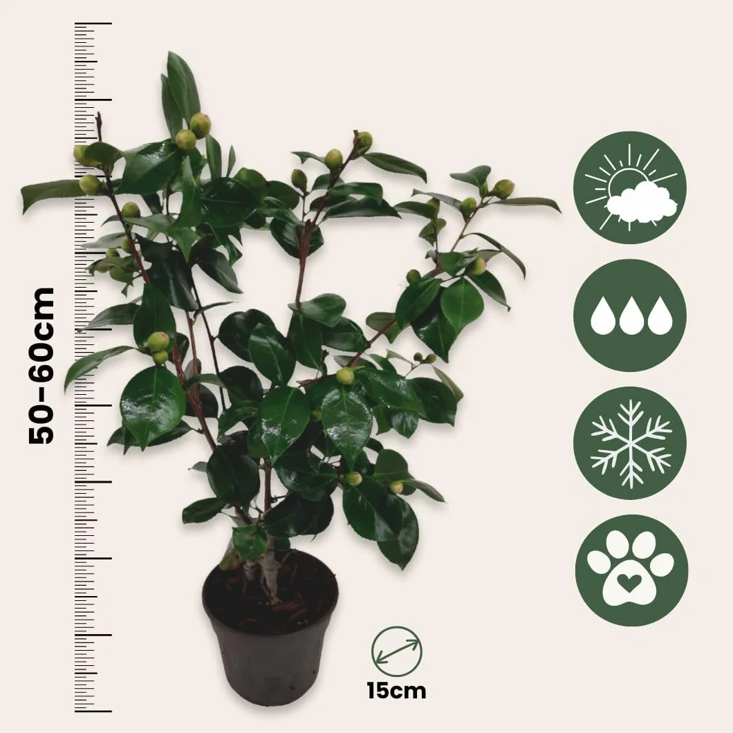 Camellia japonica Bonomiana Roślina zimoodporna Doniczka 15cm Wysokość 50-60cm