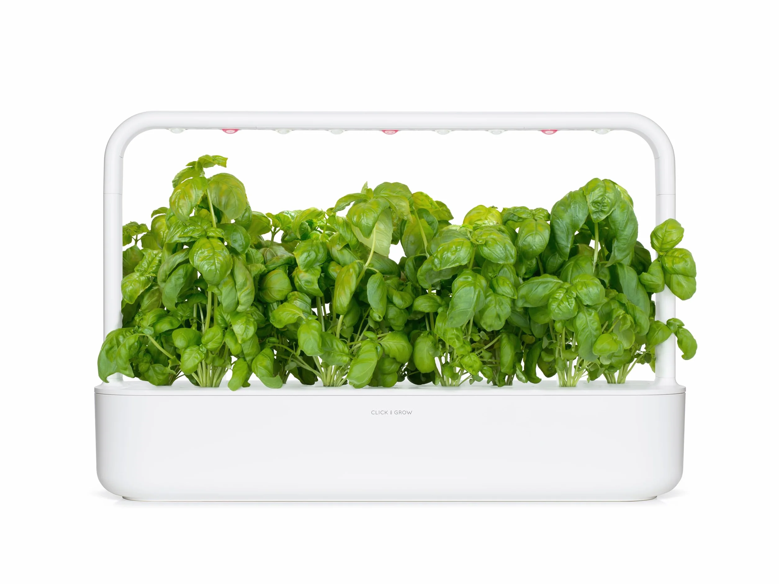 Emsa Click & Grow kapsułki substratowe bazylia opakowanie uzupełniające do Smart Garden 3-częściowy zestaw