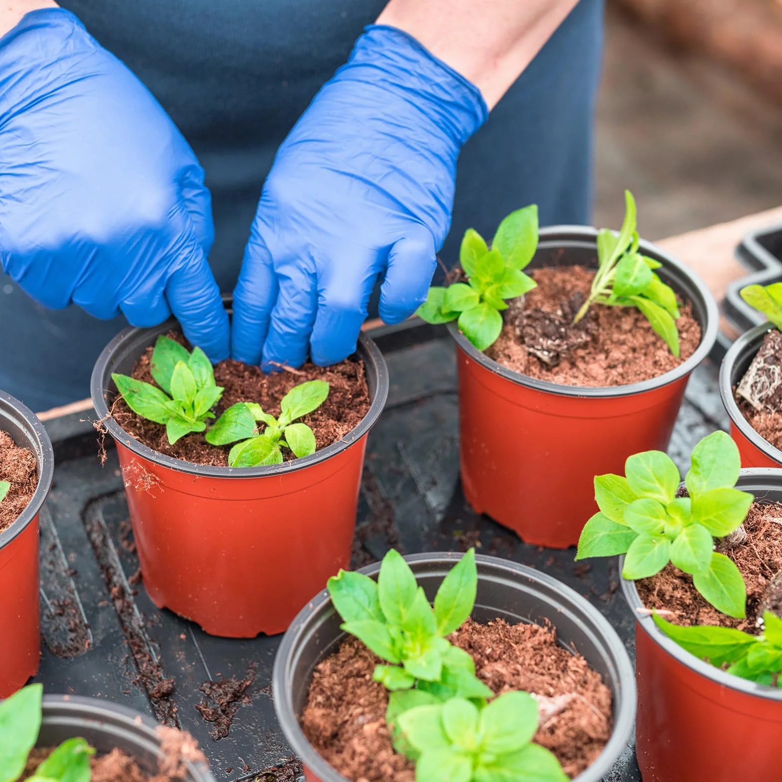 100 doniczek do uprawy roślin, 10 cm, z tworzywa sztucznego, okrągłe, plastikowe, do użytku wewnątrz i na zewnątrz, czerwone doniczki do sadzenia, 100 sztuk, 100 sztuk