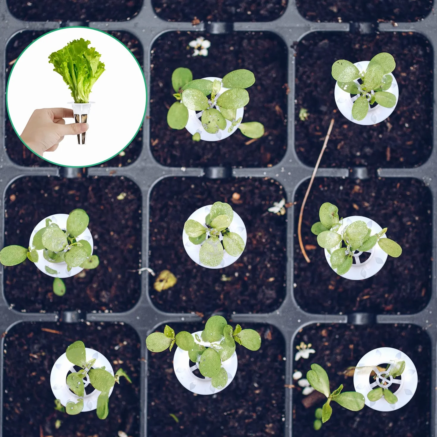 Zestaw Straków Nasion do Aeroogrodu 101 sztuk Hydroponic Seed Kit
