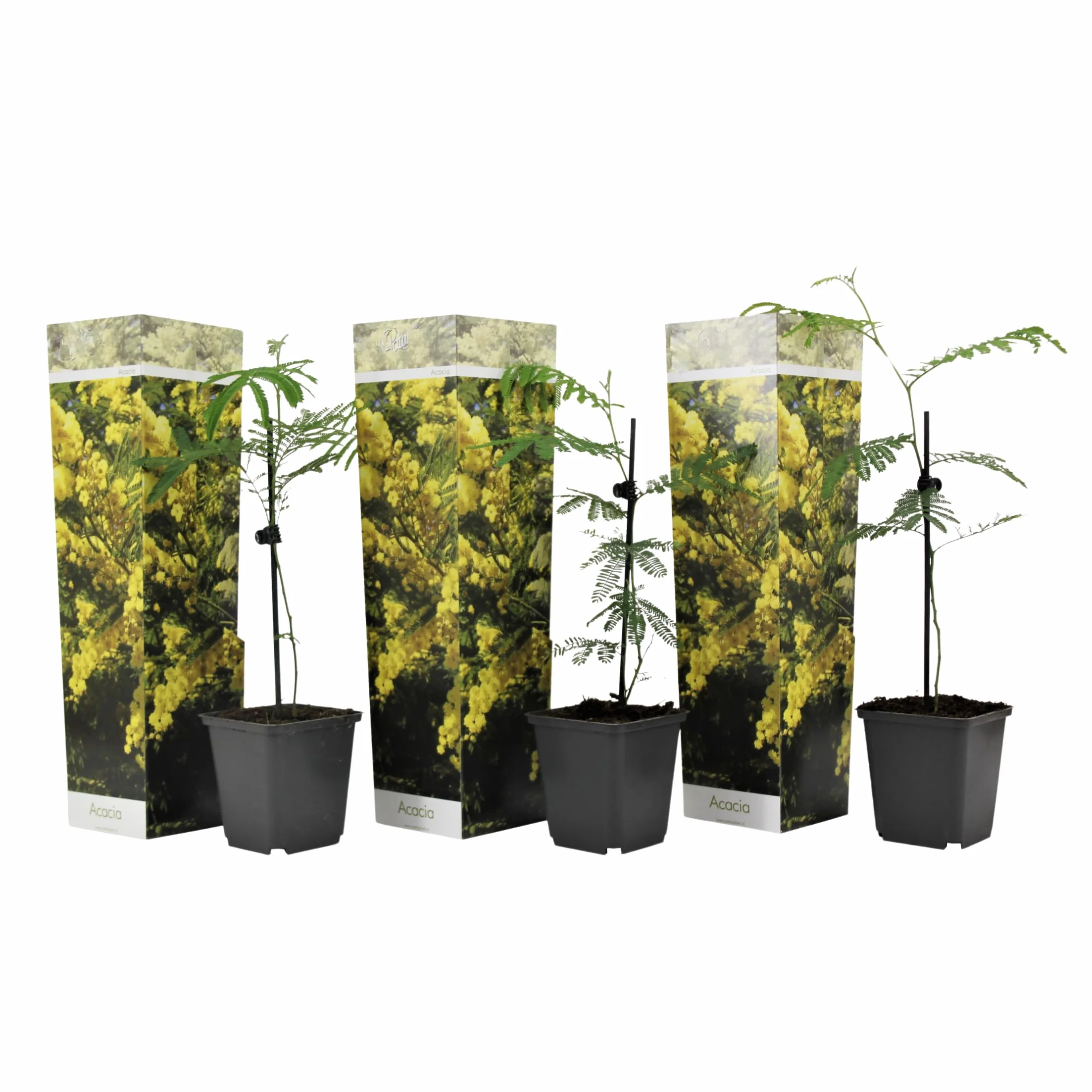 Plant in a Box - Akacja Srebrzysta - Acacia dealbata Mimosa - Zestaw 3 sztuk - Doniczka 9 cm - Wysokość 25-40cm - Rośliny ogrodowe