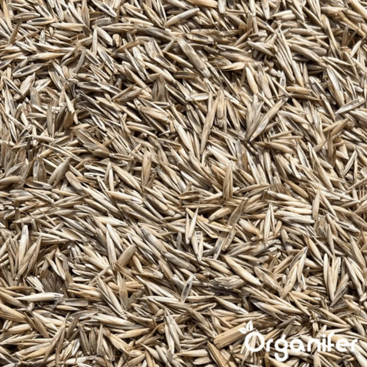 Nasiona Kentucky Bluegrass - 15 Kg - 3000 M2 - specjalnie dla koni i małych zwierząt gospodarskich – preria – mieszanka na pastwiska – certyfikowana przez holenderski NAK – Organifer