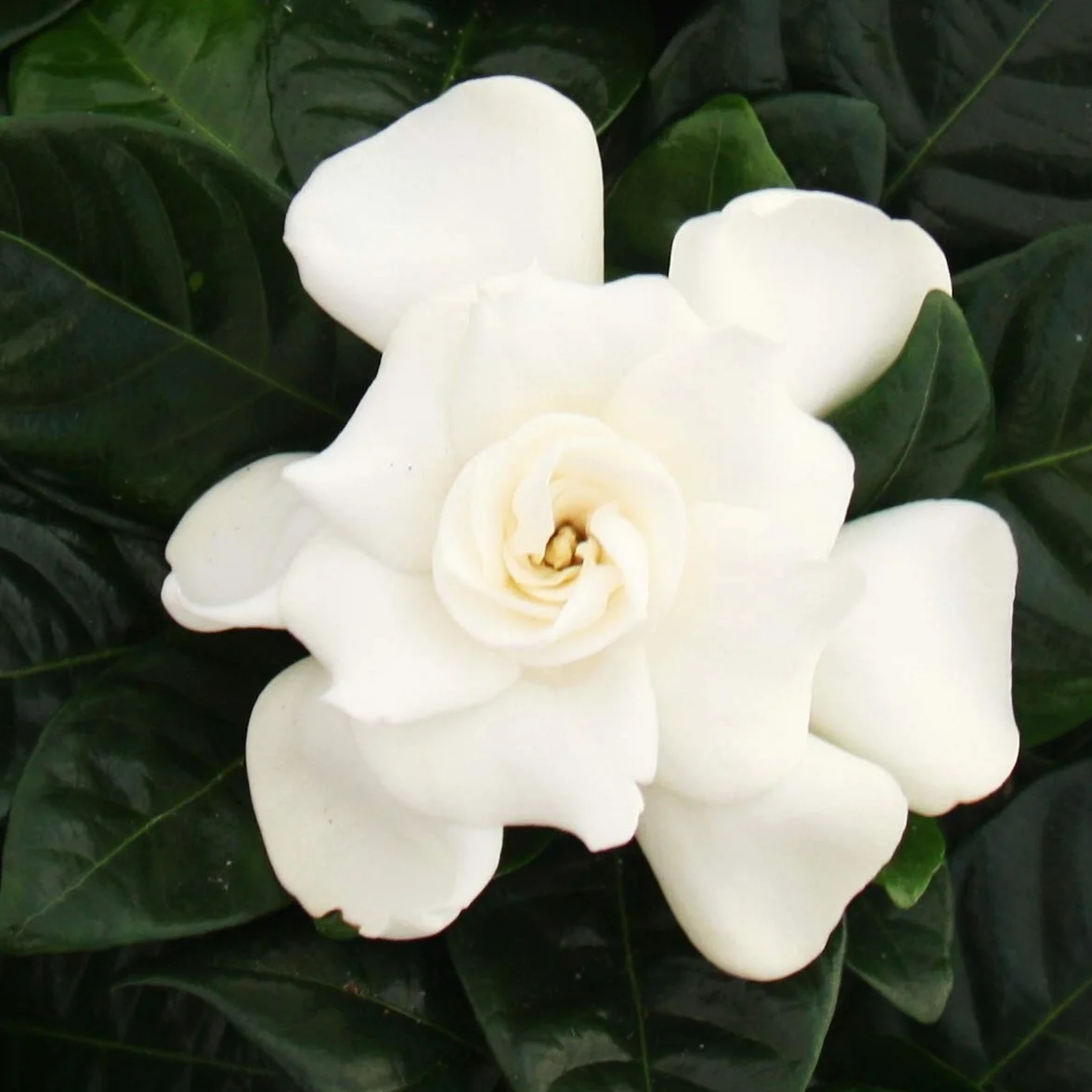 Gardenia pachnąca roślina kwitnąca kremowo-biała doniczka 12 cm