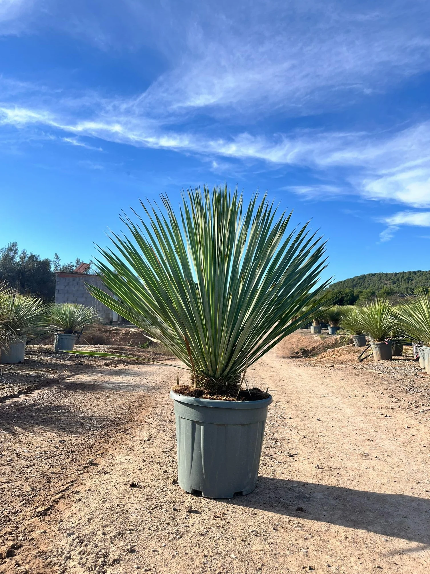 Yucca Rostrata Blue Palmlellie 100 cm Roślina odporna na temperaturę do -20°C