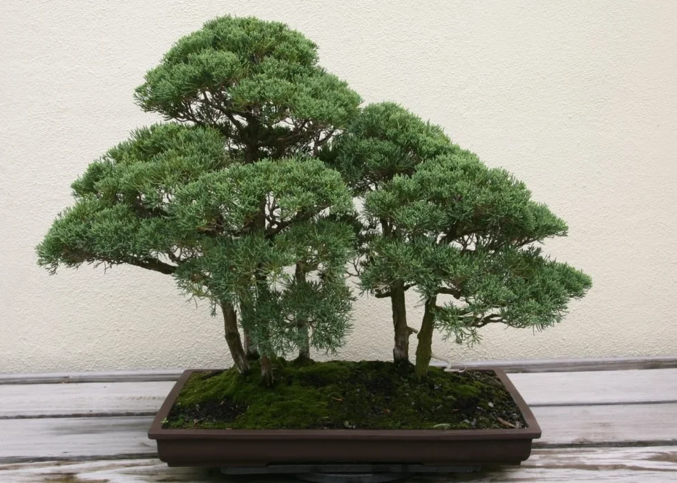 SAFLAX Bonsai Chiński Jałowiec Juniperus chinensis 30 Nasiona