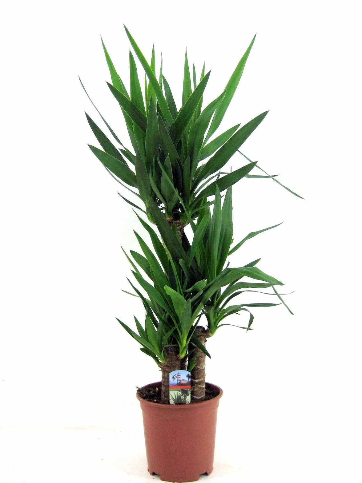 Yucca elephantipes 130–140 cm – gigantyczna lilia palmowa – palma jukka – lilia palmowa