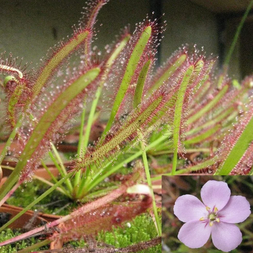 Generic Mięsożerna roślina ogrodowa, 100 szt. Peleryna rosiczka odświeżająca Drosera Capensis mięsożerna roślina ogrodowa łatwa w uprawie
