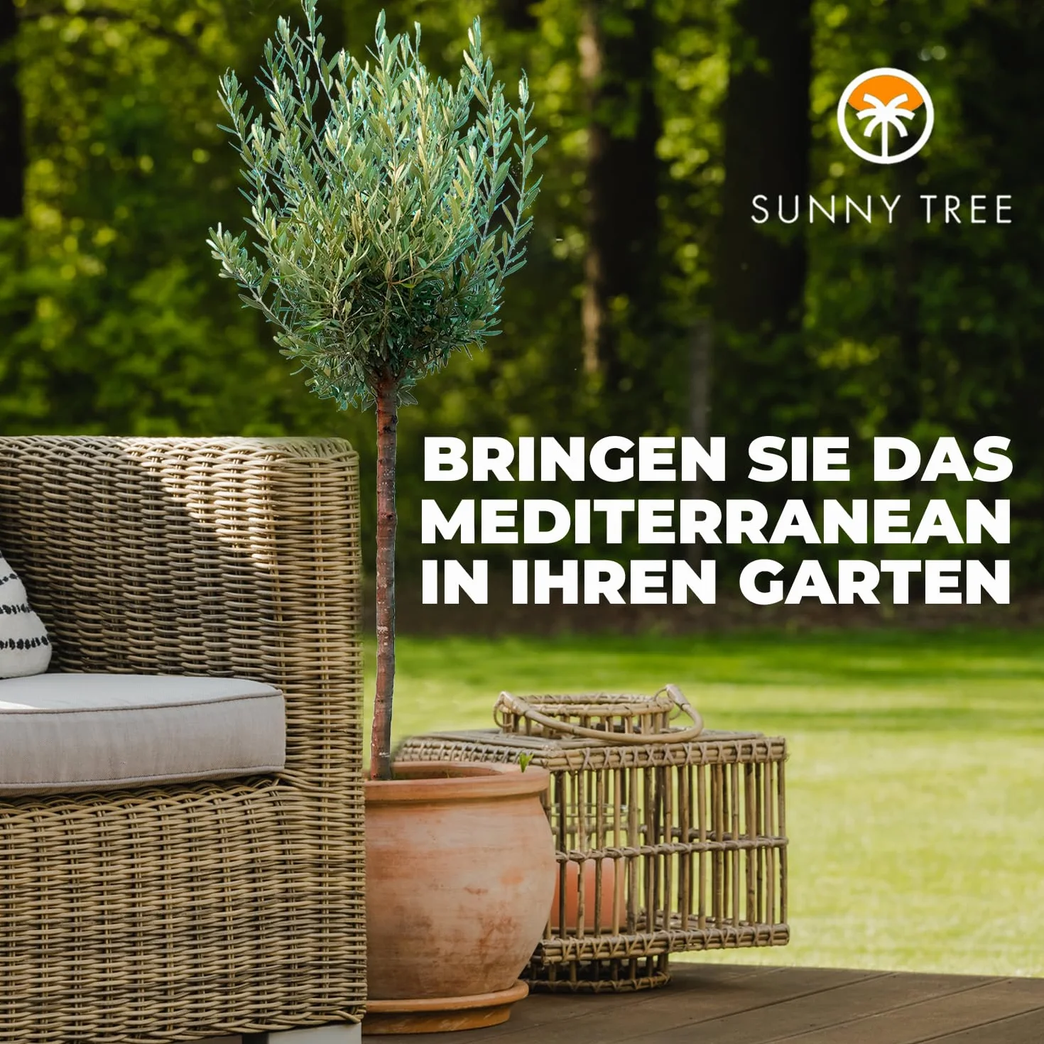 GreenWorld Drzewo Oliwkowe 160 cm Mrozoodporne do -18 C Olea Europaea Do Ogrodu