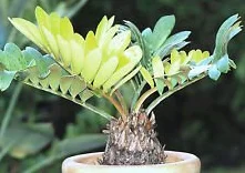 CARTONE Palma Zamia furfuracea sago Cycad Albero pianta seme messicano 30 semi