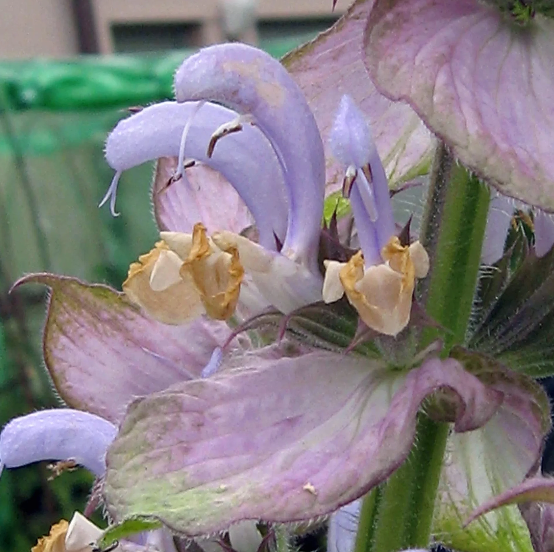 Szałwia muszkatołowa (Salvia sclarea) - ok. 100 nasion