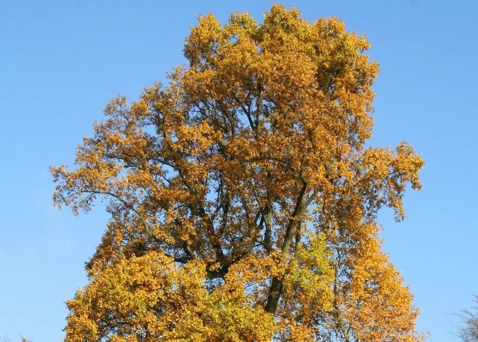 SAFLAX - Prawdziwy Tulipanowiec - 20 Nasiona - Z pożywką wolną od zarazków - Liriodendron tulipifera