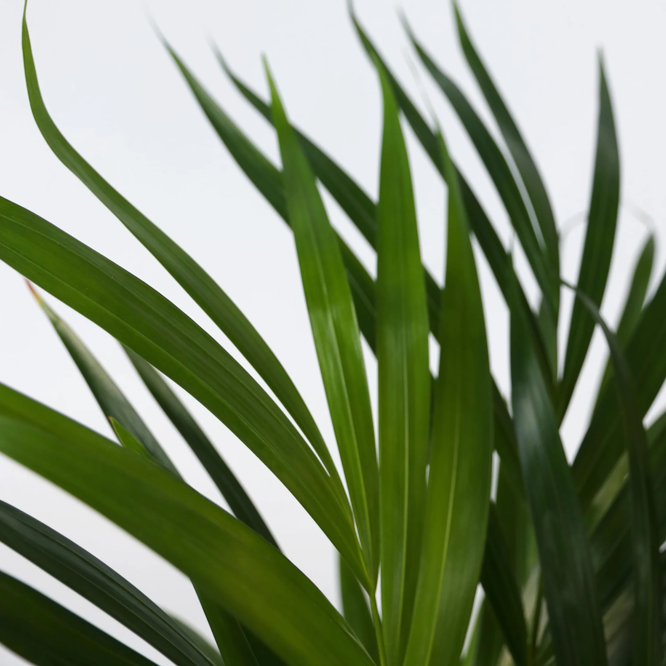 Plant in a Box Skrzydłokwiat Areca Zestaw oczyszczający powietrze Wysokość 60-75cm Doniczka 17cm