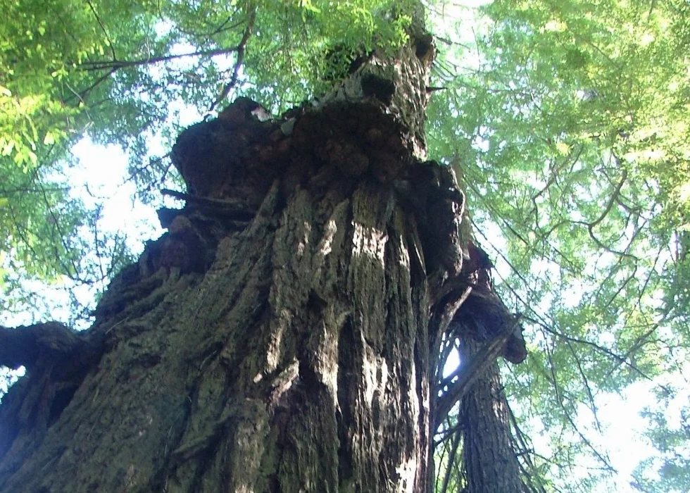SAFLAX - Sekwoja Przybrzeżna - 50 Nasiona - Z pożywką wolną od zarazków - Sequoia sempervirens