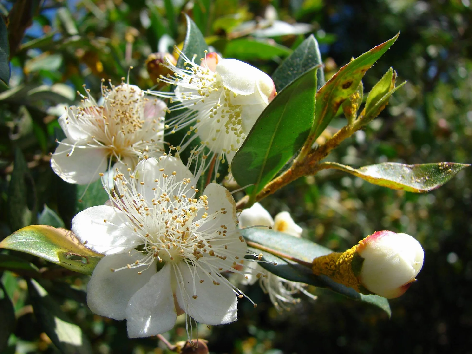 Nasiona mirtu (Myrtus Communis) - 100 sztuk
