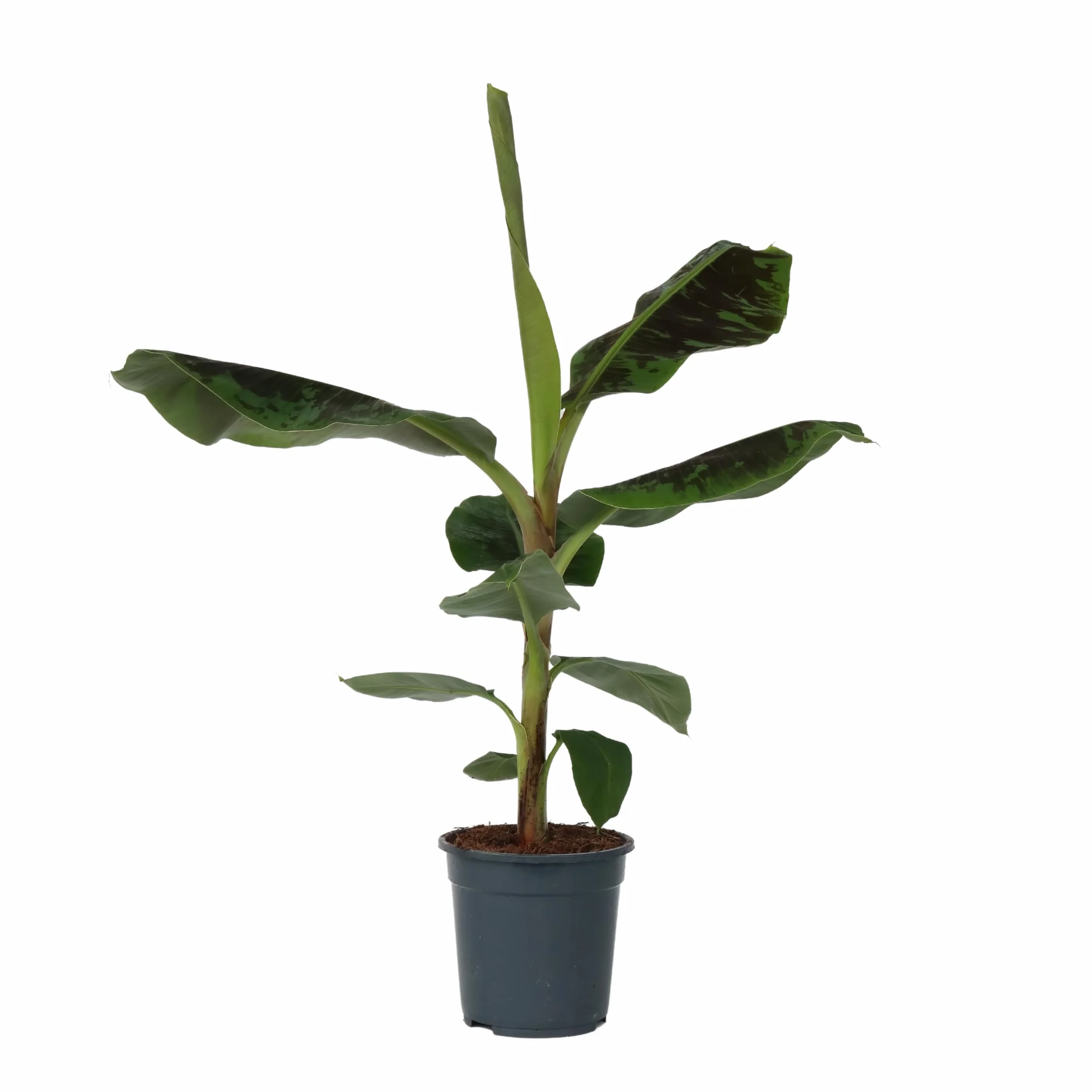 Musa 'Darf Cavendish' Bananowiec Doniczka 21cm Wysokość 90-100cm