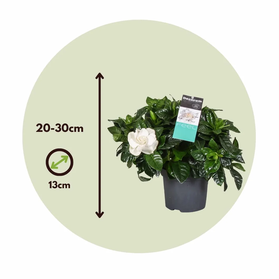 Gardenia Jaśminowata Zestaw 2 sztuk Roślina domowa Doniczka 13cm Wysokość 20-30cm