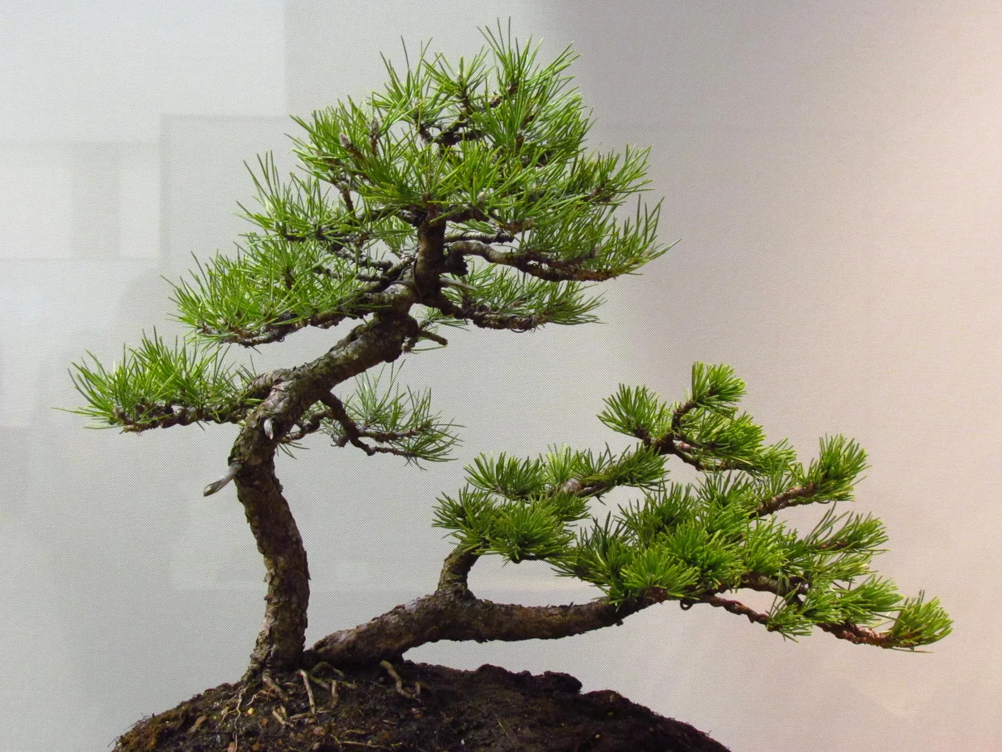 Nojus Zestaw Nasion Drzew Bonsai 7 Rodzajów Torebek Prezent Rośliny Doniczkowe