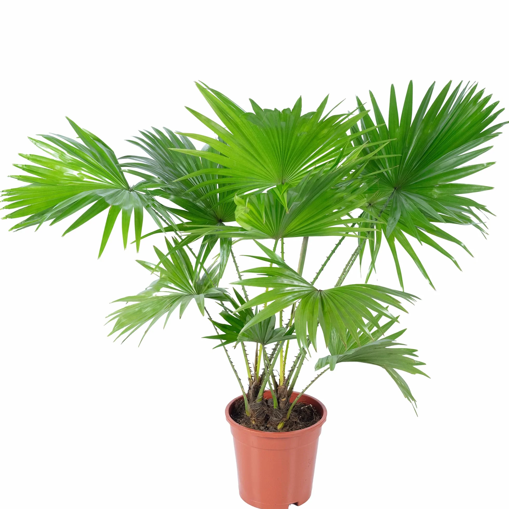 Palma parasolowa Livistona 60 cm roślina pokojowa doniczka 17 cm