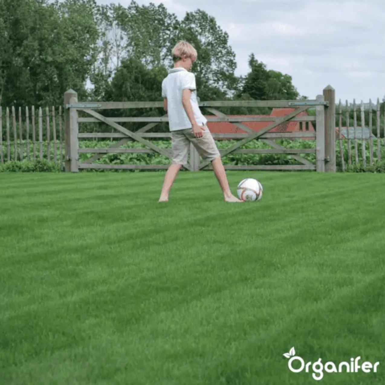 Nasiona Traw Szybko Kiełkujących 15 kg 750 m2 Organifer