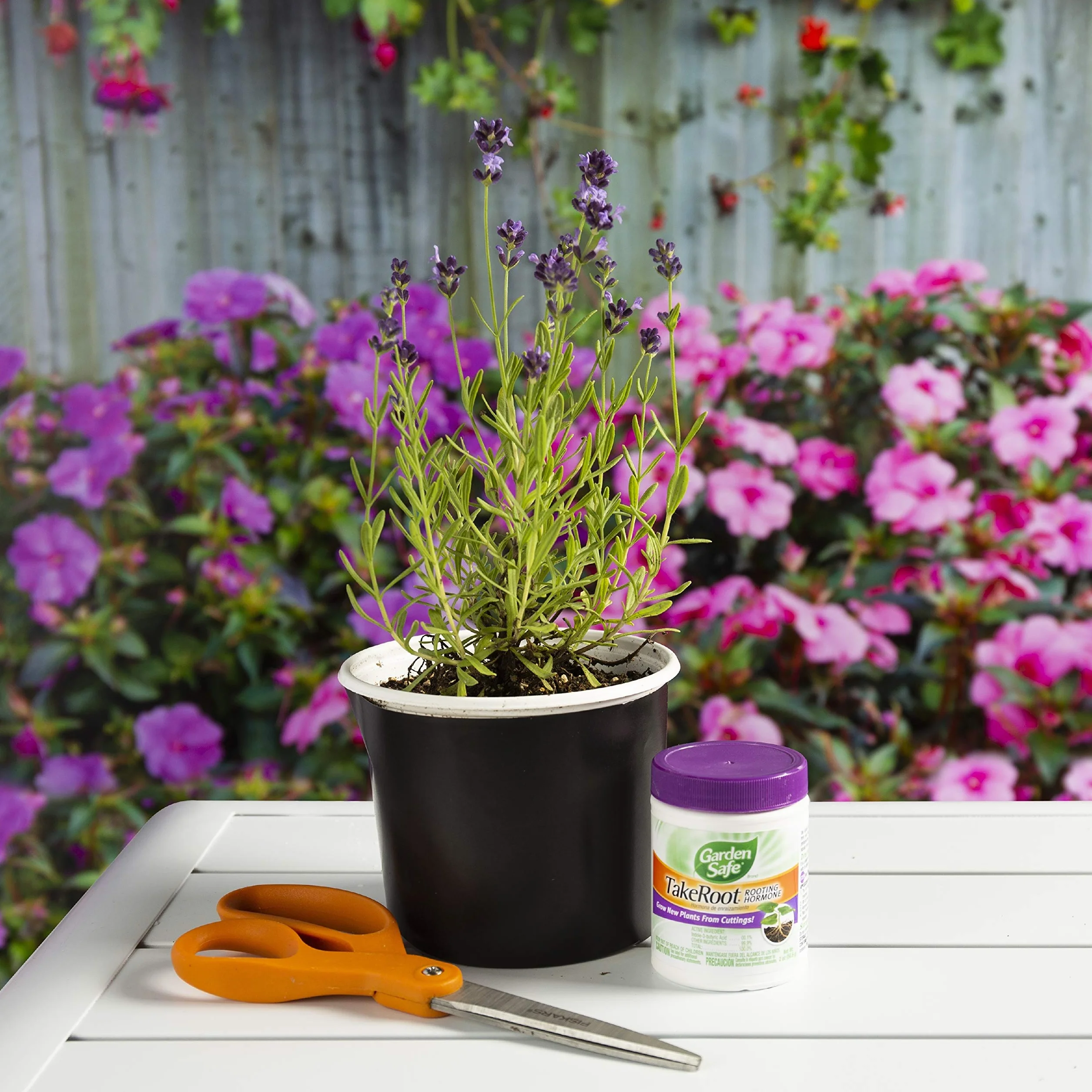 Garden Safe Hormon Ukorzenienia 59 g