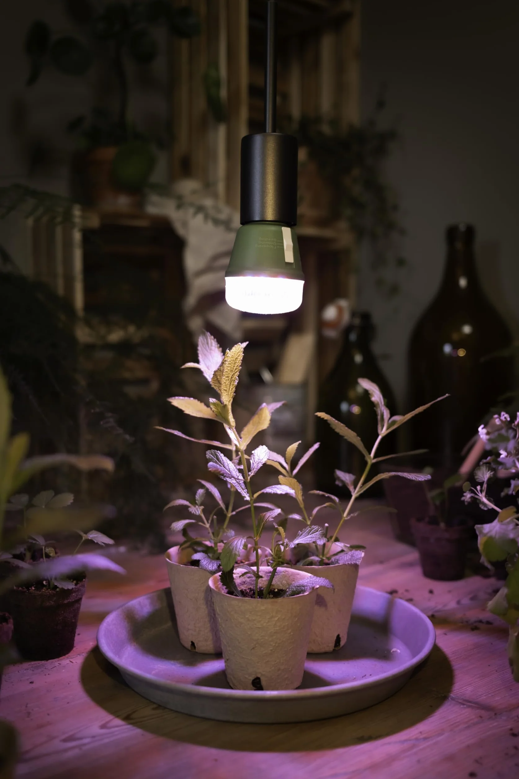 OSRAM LED STAR GROW LAMP T 60, lampa LED, przezroczysta, 10 W, 330 lm, 25000 h, CRI 80,6-Pack