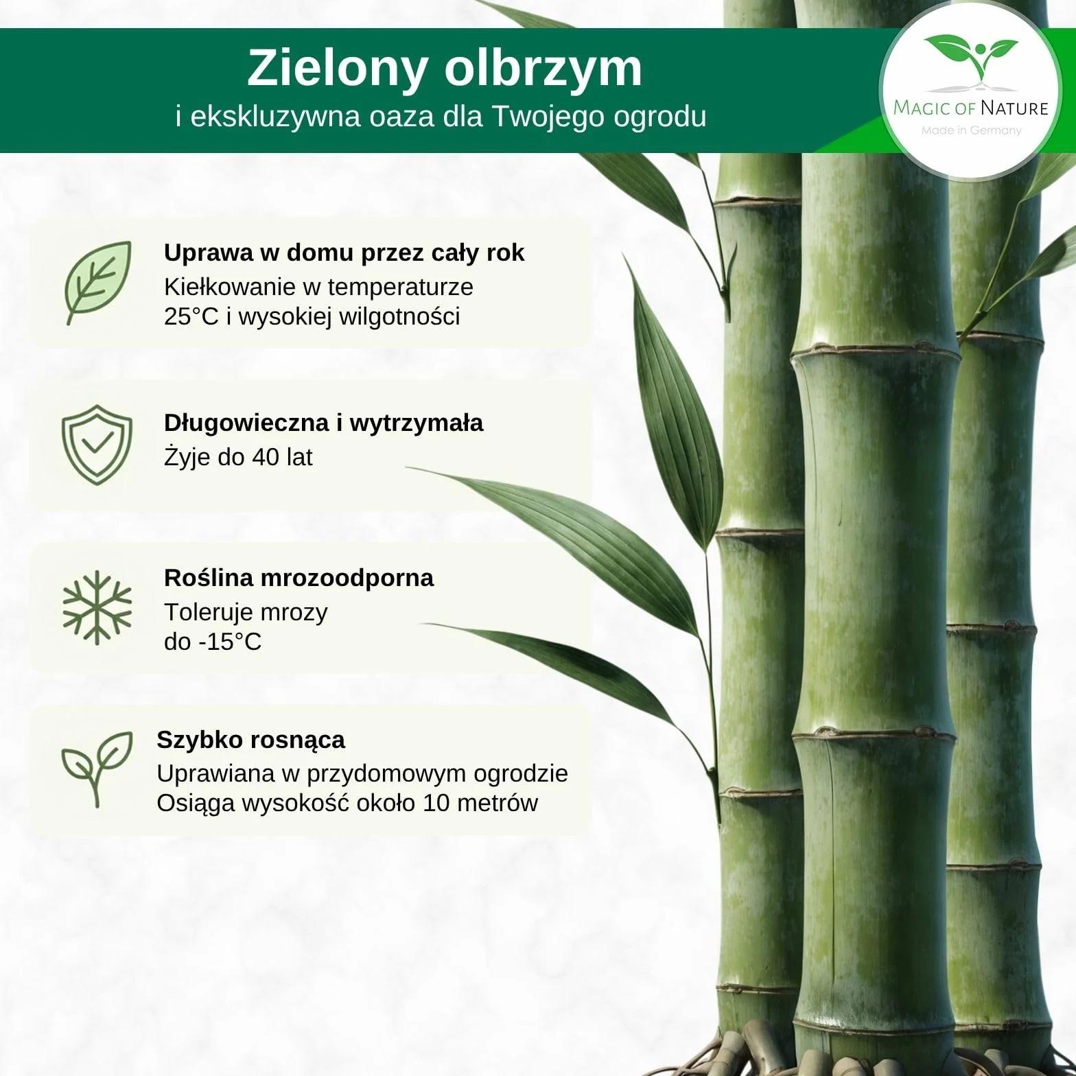 Nasiona Bambusa Olbrzymiego 60 szt. Mrozoodporny Szybkorosnący Bambus Parawan do Ogrodu