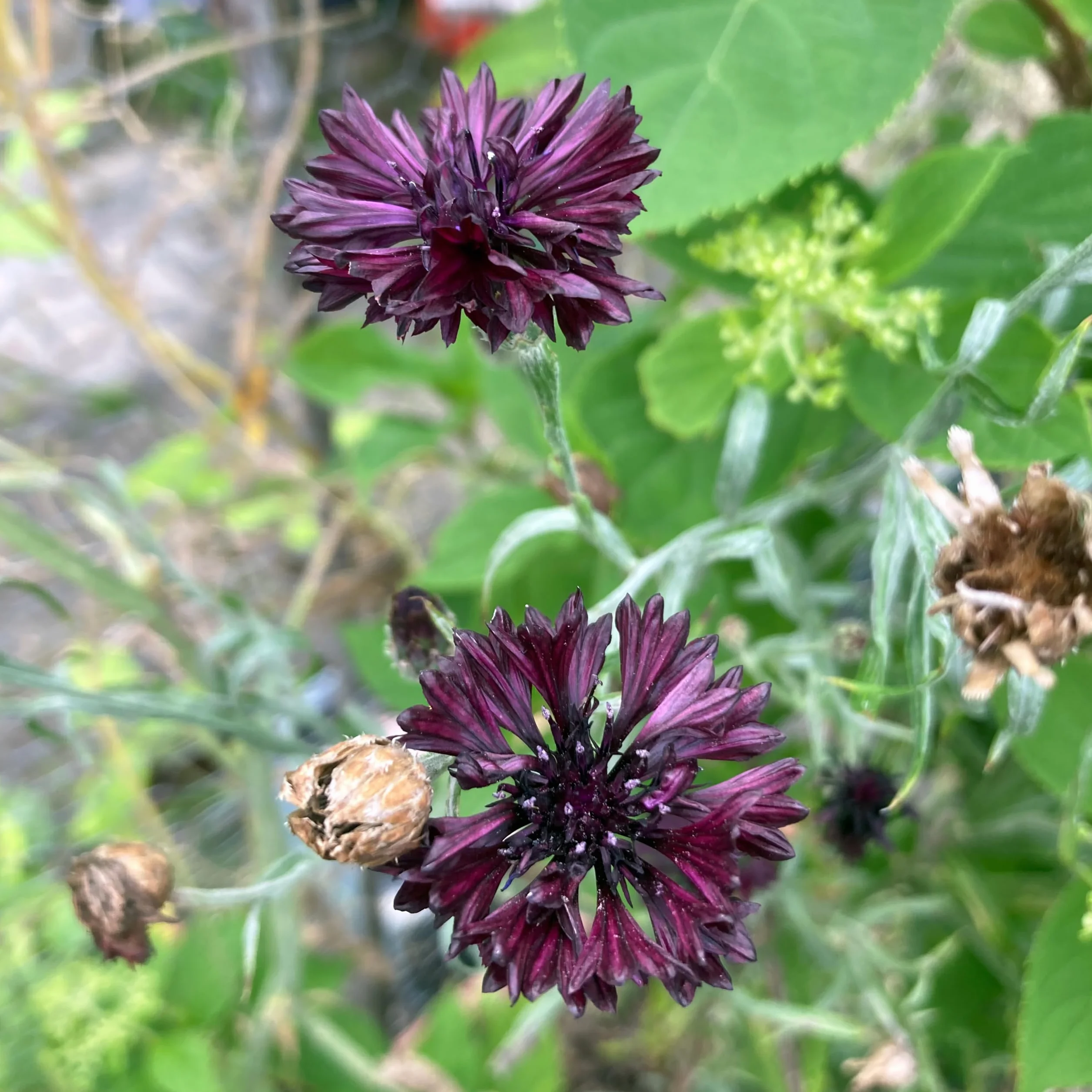Chaber Black Ball Centaurea cyanus nasiona letni kwiat jednoroczny przyjazny dla owadów jadalny odporny na suszę