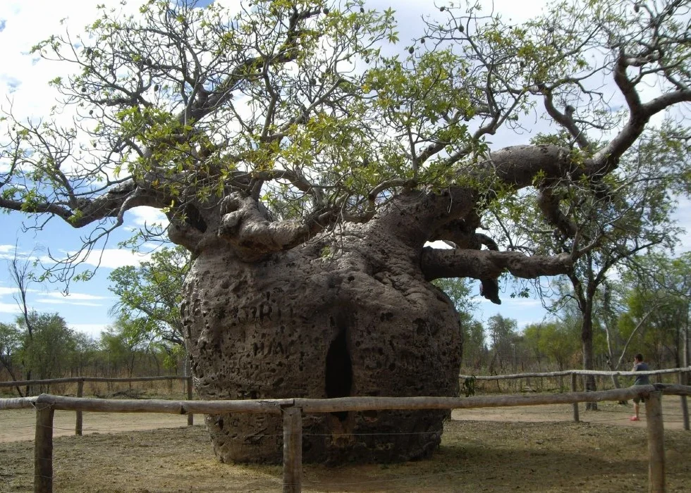 SAFLAX Adansonia digitata Afrykańskie Drzewo Baobabu 6 Nasiona
