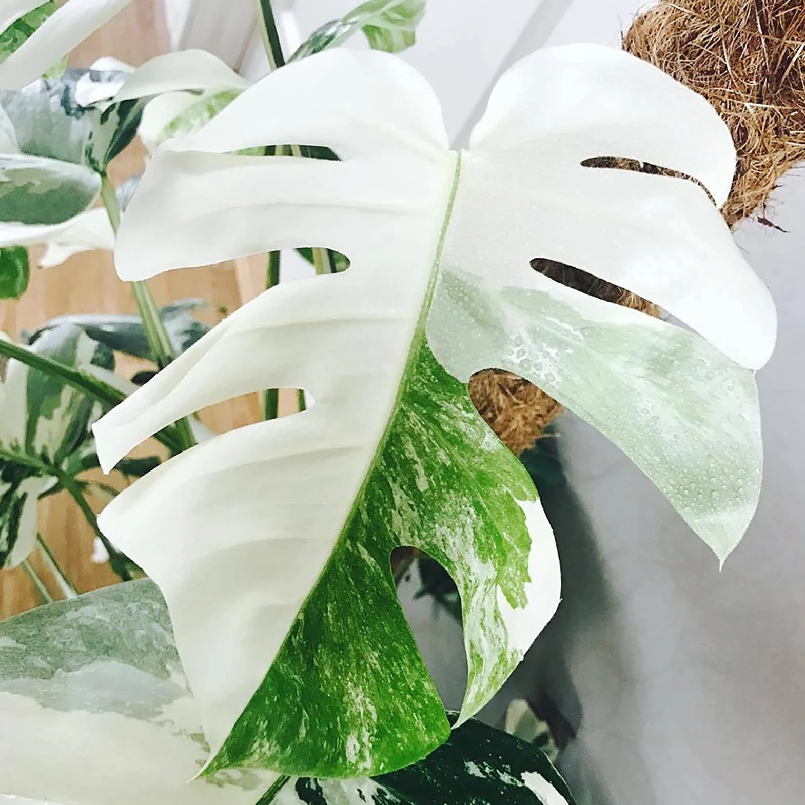 Nasiona Monstera Deliciosa 30 szt. Szybko rosnące Odporne na suszę Wysoka przeżywalność Łatwe kiełkowanie