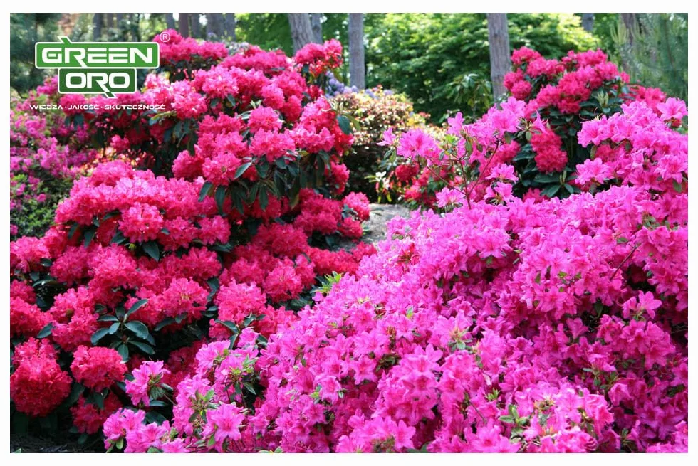 FLOWERS ACID 5KG Nawóz do hortensji i roślin kwasolubnych