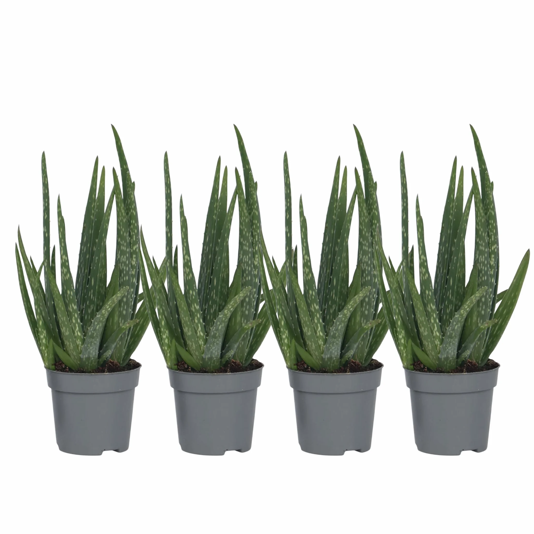 Aloes Aloe Vera Zestaw 4 sztuk Doniczka 10cm Wysokość 20-30cm