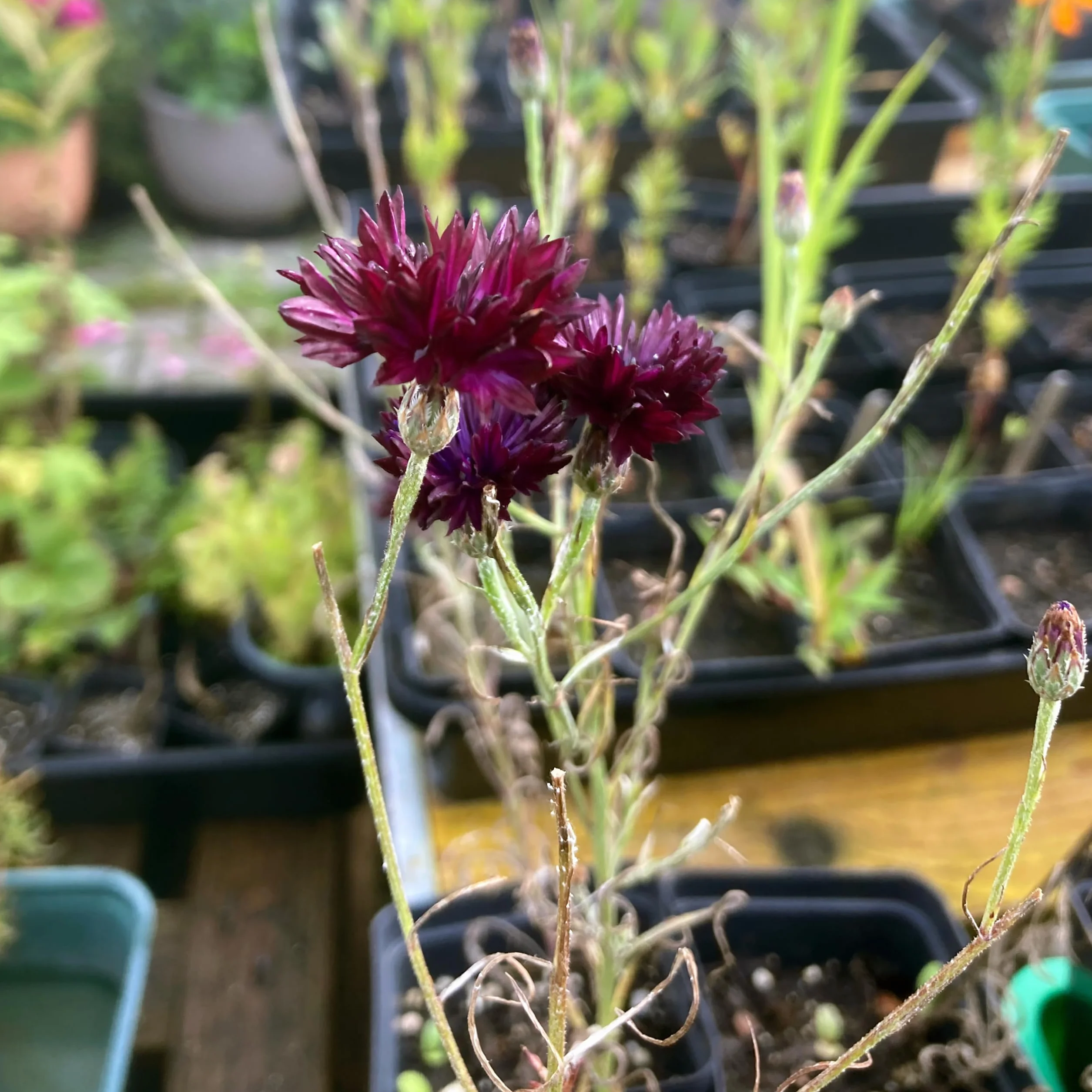 Chaber Black Ball Centaurea cyanus nasiona letni kwiat jednoroczny przyjazny dla owadów jadalny odporny na suszę