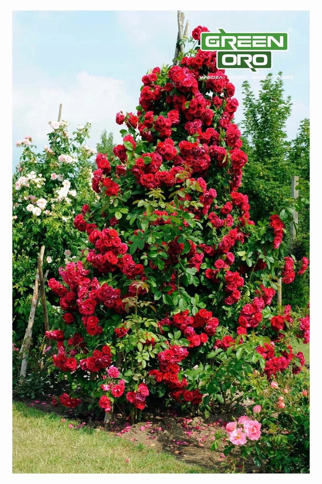 FLOWERS AKI 1,5KG - Jesienny nawóz idealny dla róż, kwiatów i roślin ozdobnych.