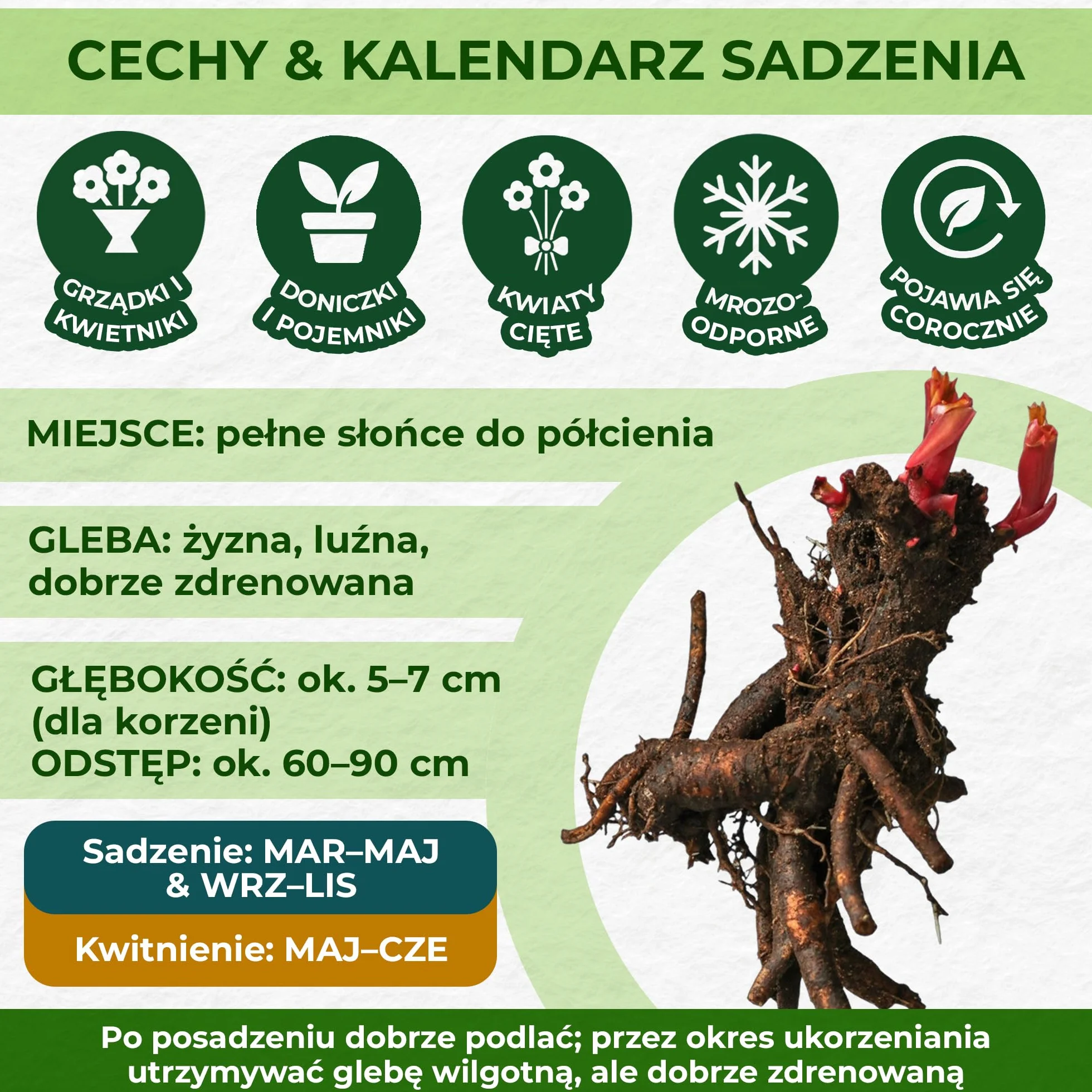 Piwonia Dark Red Passion (1 roślina), hybryda dużej piwonii, odporna bylina, rośliny z Holandii do ogrodu i doniczek (bez nasion, cebul i nie sztuczne)