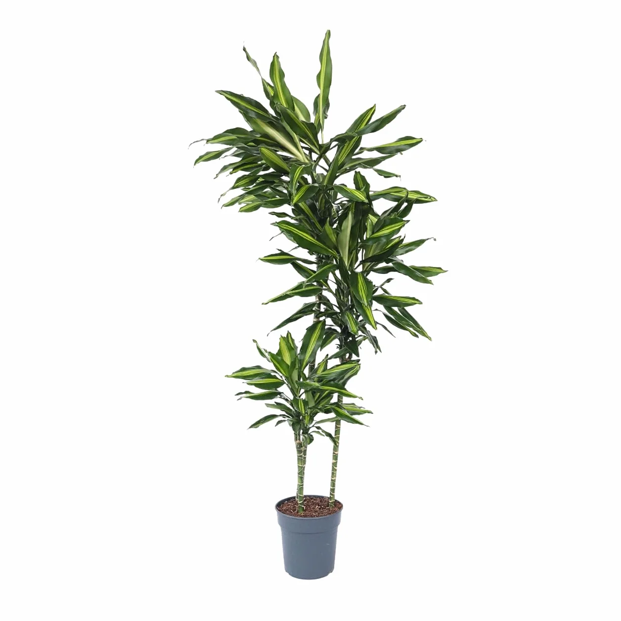 Dracaena fragrans 'Cintho' Smocze drzewo Doniczka 24cm Wysokość 140-150cm
