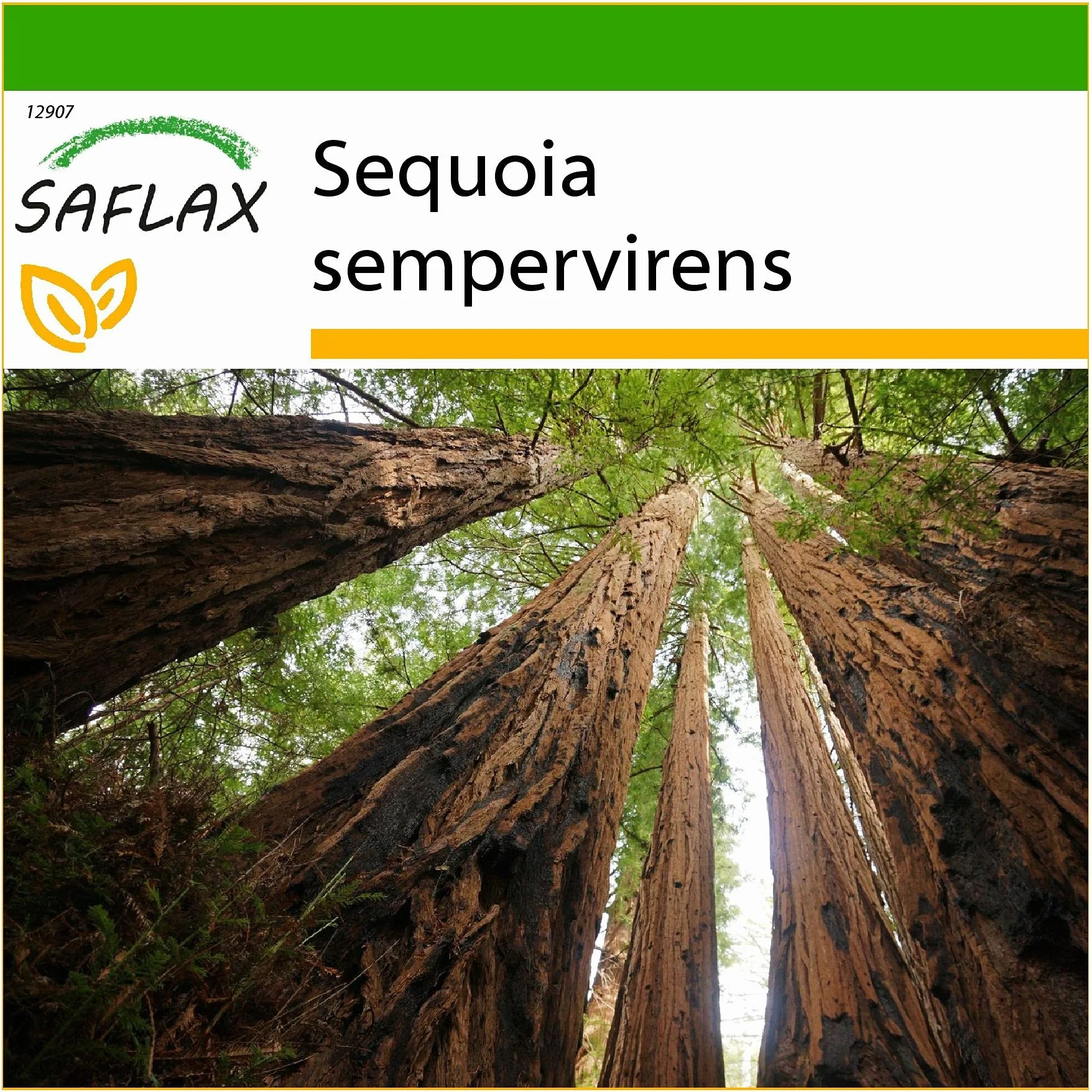 SAFLAX - Sekwoja Przybrzeżna - 50 Nasiona - Z pożywką wolną od zarazków - Sequoia sempervirens