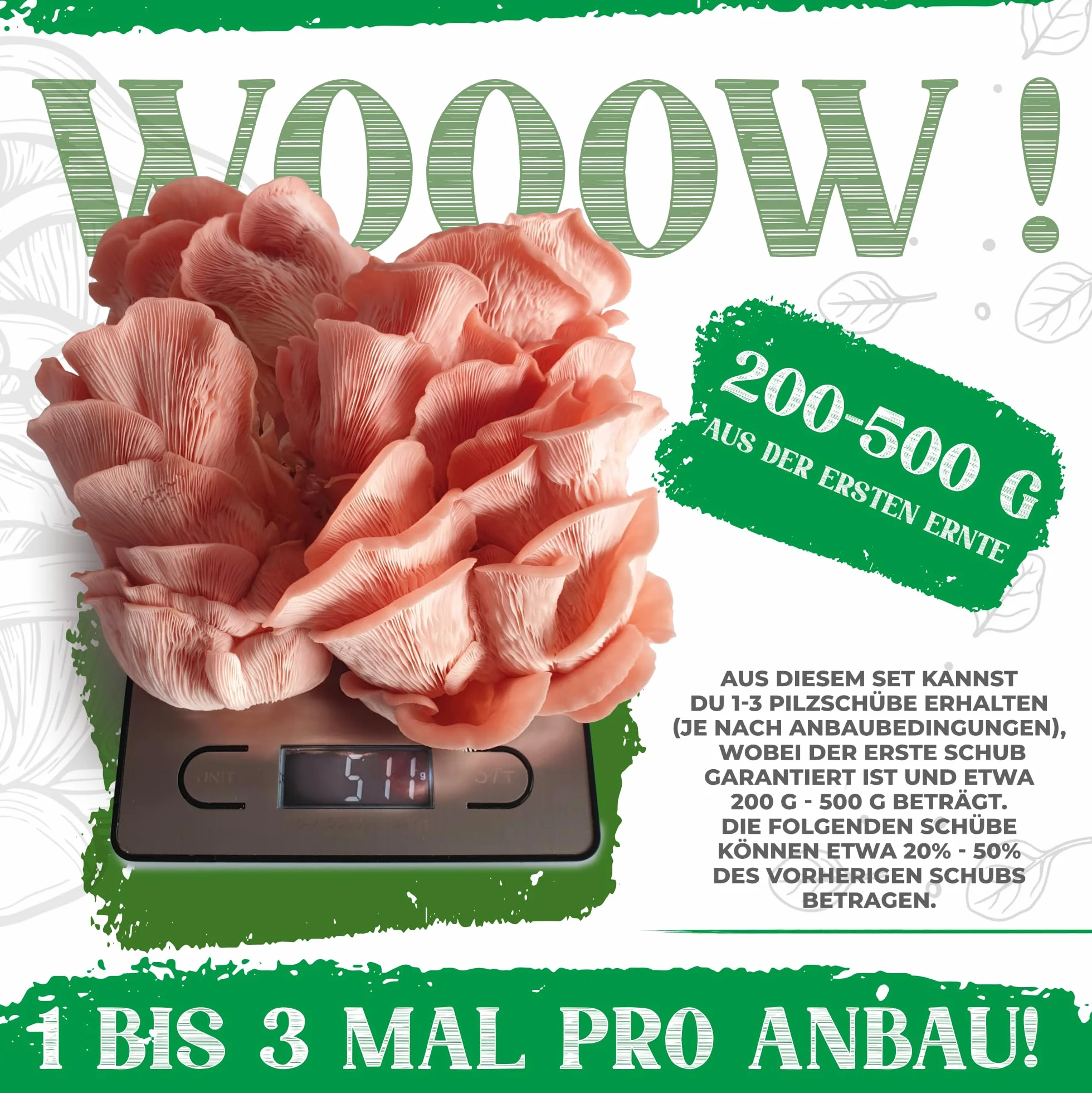 Zestaw do uprawy grzybów organicznych 100% biologiczny uprawa przez cały rok