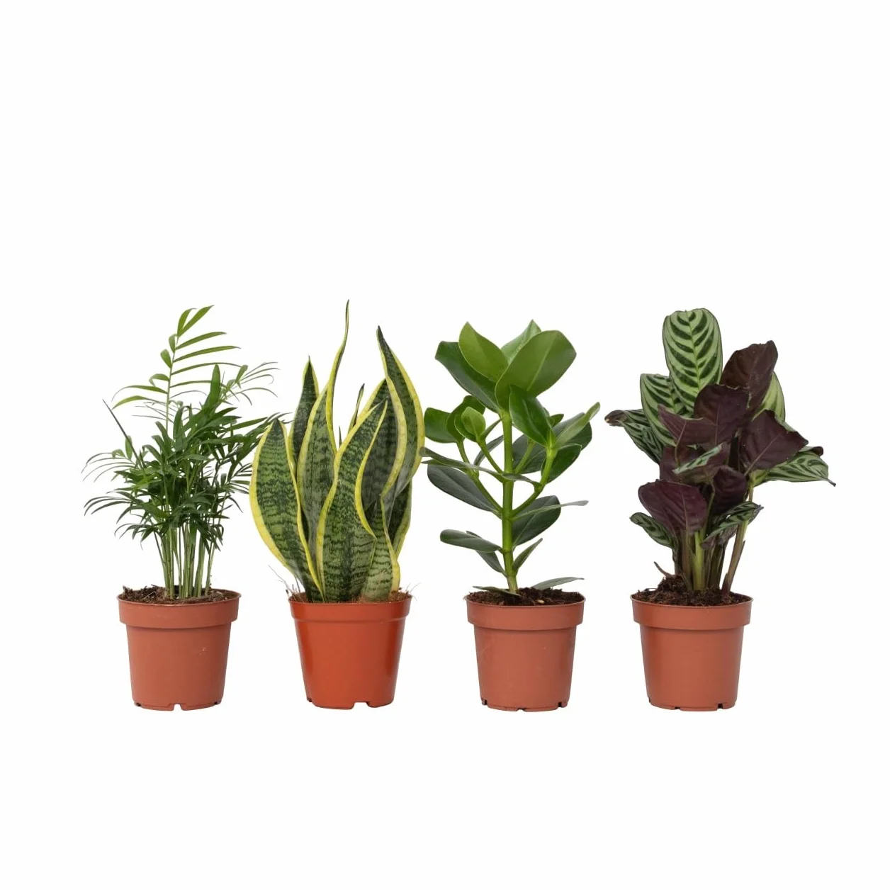 Zestaw 4 roślin domowych łatwych w pielęgnacji - Doniczka 12cm - Wysokość 25-40cm