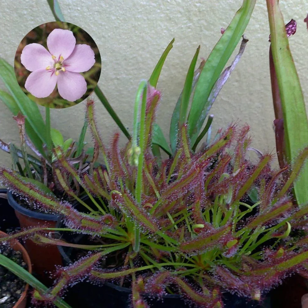 Generic Mięsożerna roślina ogrodowa, 100 szt. Peleryna rosiczka odświeżająca Drosera Capensis mięsożerna roślina ogrodowa łatwa w uprawie