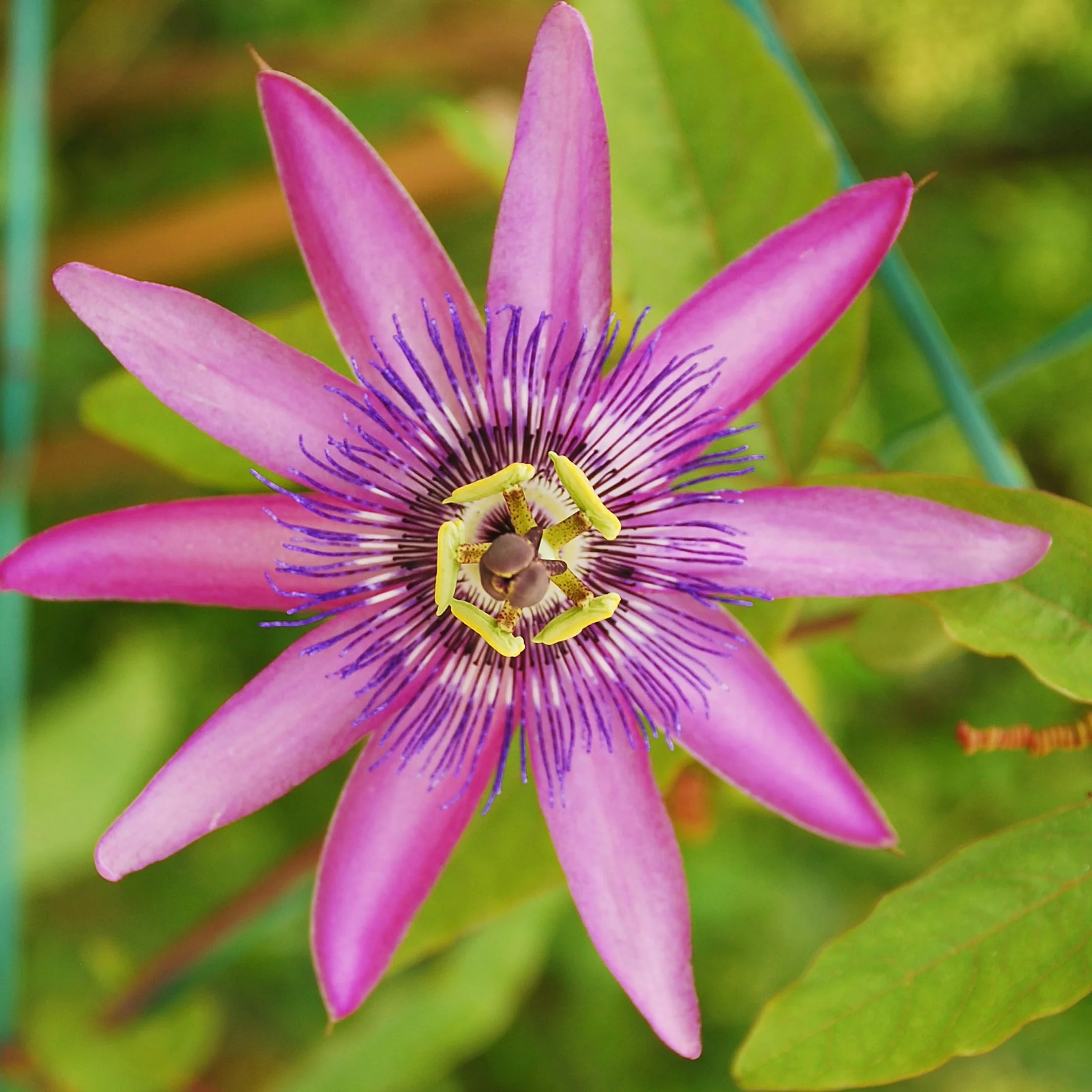 Plant in a Box - Passiflora - Męczennica - Zestaw 6 sztuk - 3 różne kolory - Rośliny Mrozoodporne - Doniczka 9cm - Wysokość 25-40cm