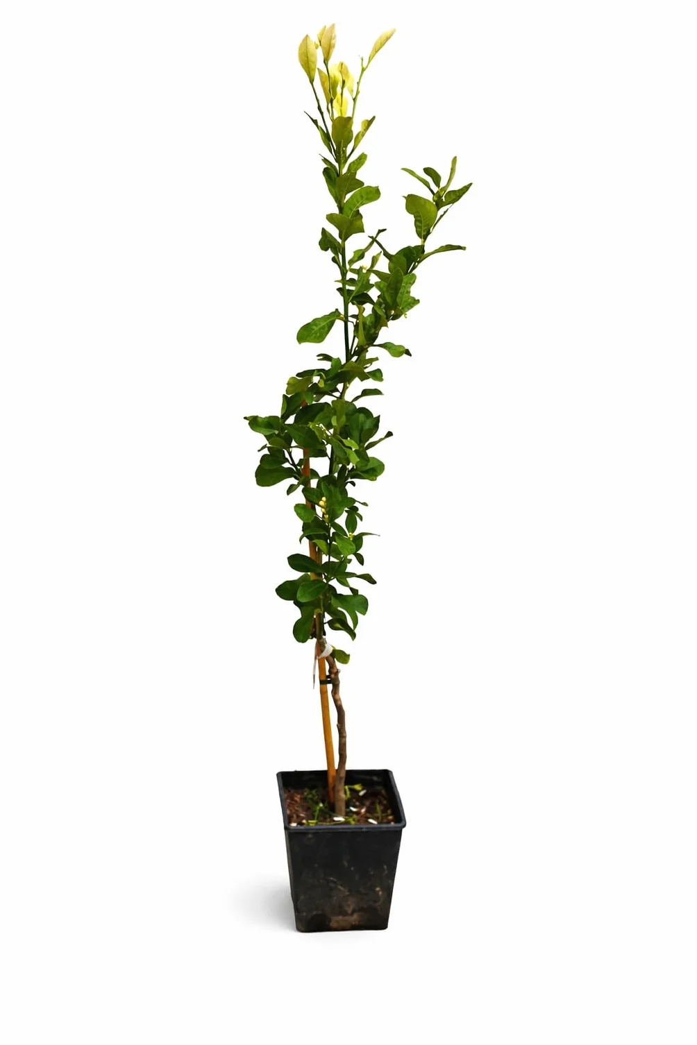 Zitronenbaum Zagara Bianca Citrus x limon 100–140 cm mrozoodporny roślina doniczkowa