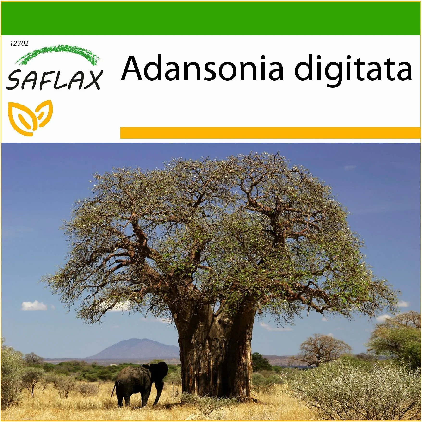 SAFLAX Adansonia digitata Afrykańskie Drzewo Baobabu 6 Nasiona