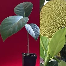 Jackfruit Artocarpus Heterophyllus Jack Sadzonka Owocowa MIA 2 Drzewo Roślin 20-30 cm