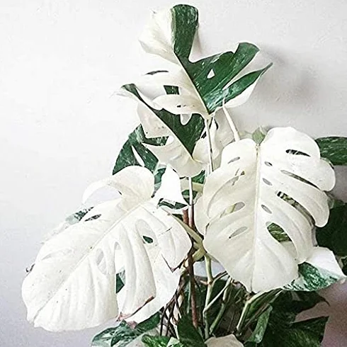 Nasiona Monstera Bianca