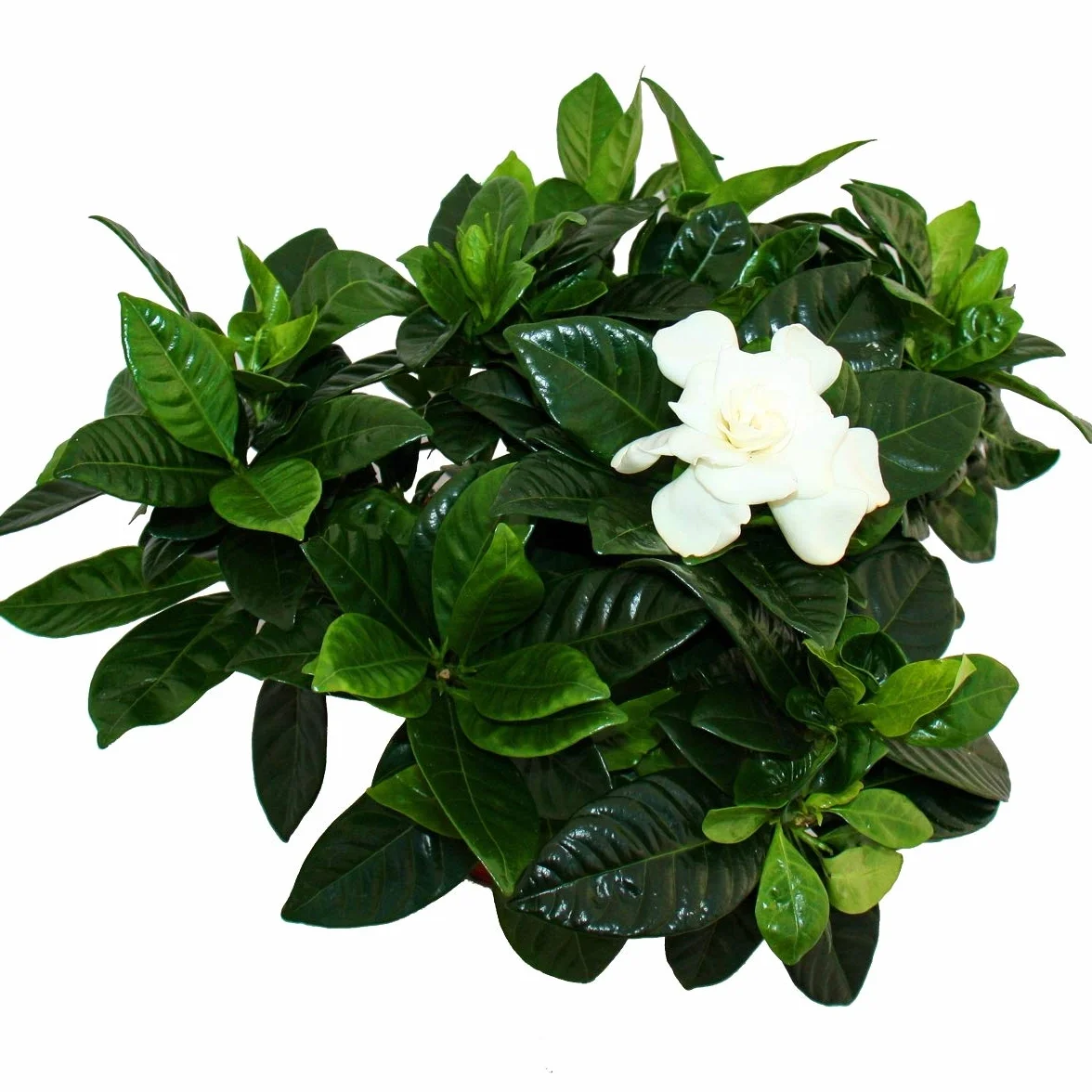 Gardenia pachnąca roślina kwitnąca kremowo-biała doniczka 12 cm