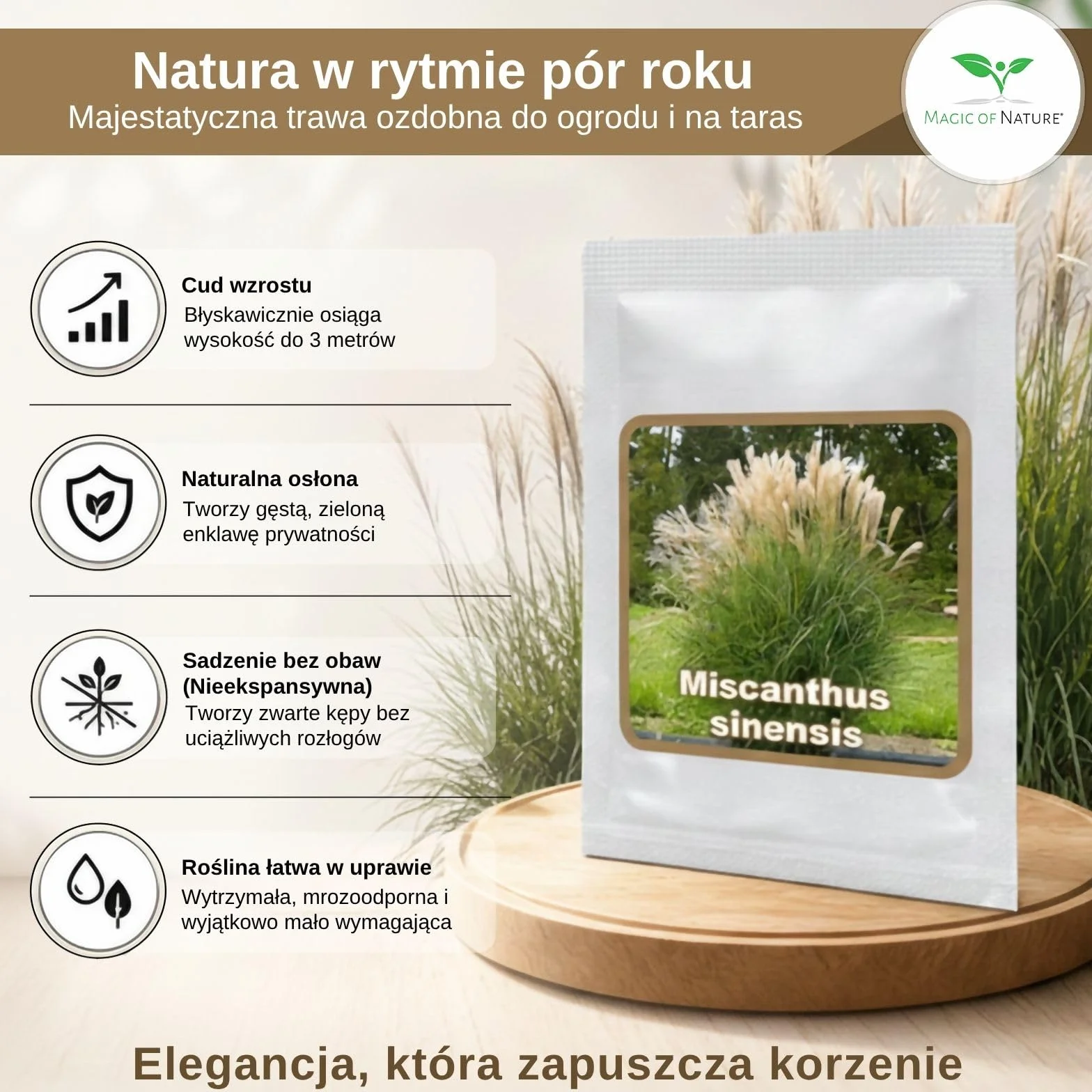Magic of Nature Nasiona Miskanta Olbrzymiego - ok. 100 szt. - sinensis Srebrzyste Pióra - Trawa Ozdobna Mrozoodporna na Żywopłot i do Ogrodu