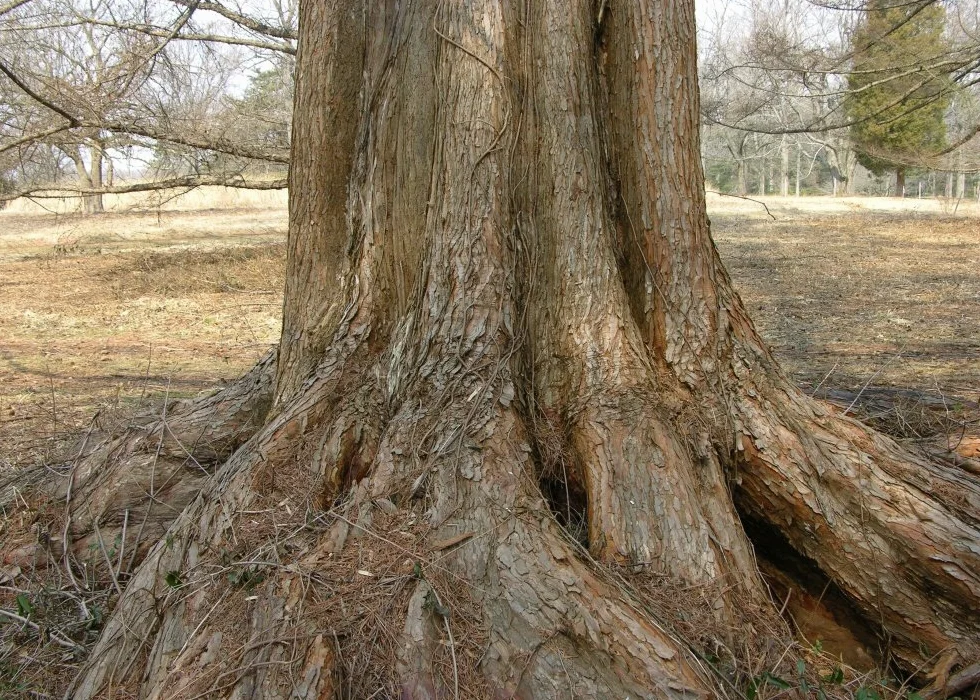 SAFLAX Sekwoja Metasequoia glyptostroboides 60 Nasiona