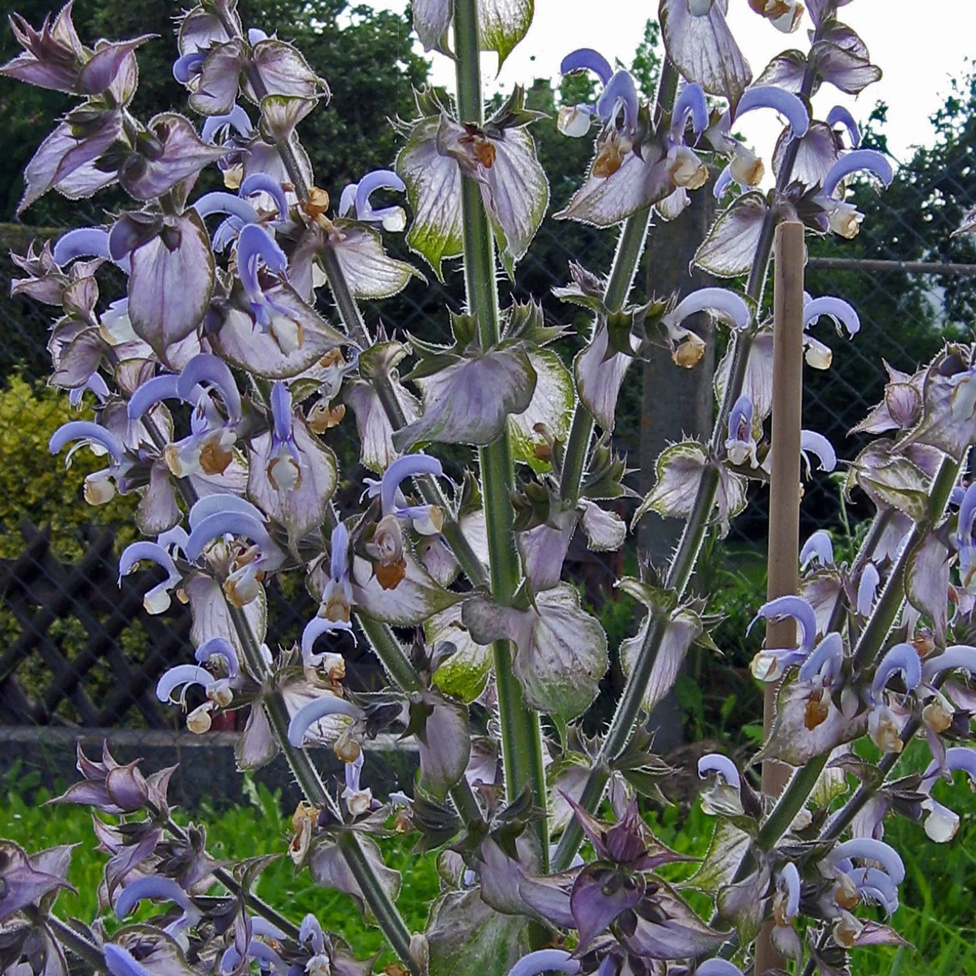 Szałwia muszkatołowa (Salvia sclarea) - ok. 100 nasion